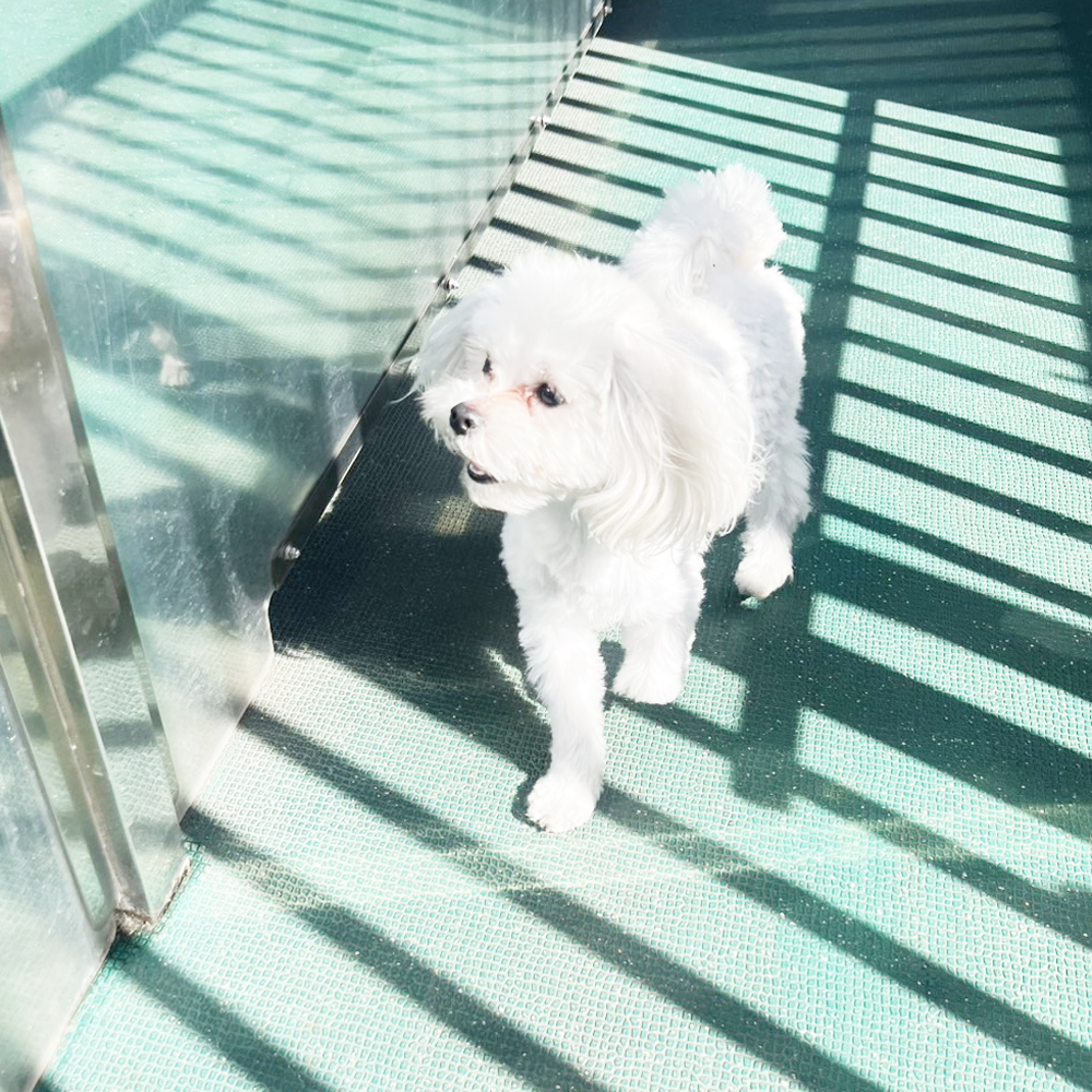 生徒が撮影したモデル犬の写真①
